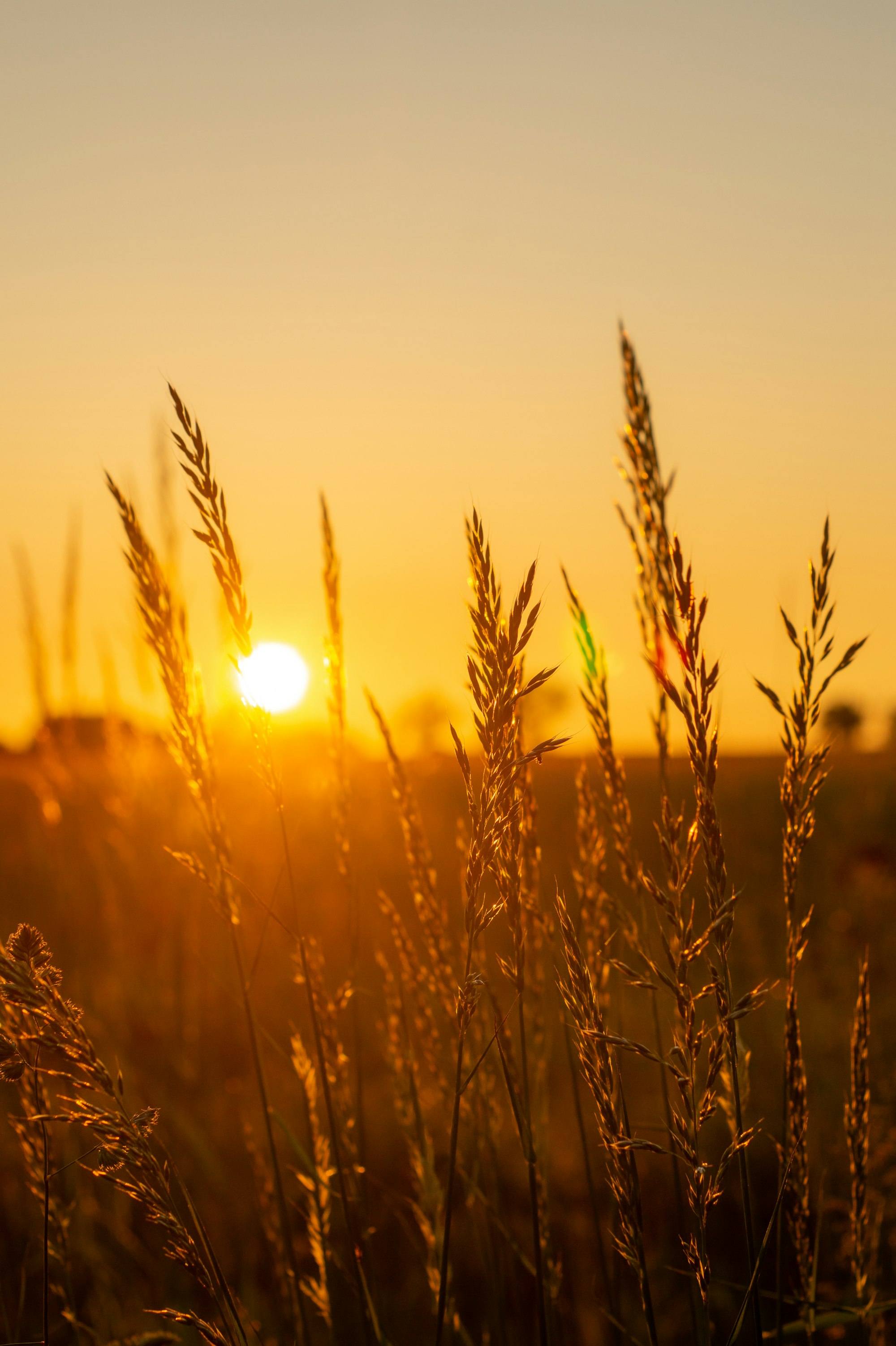 Tall grasses glowing in golden evening light