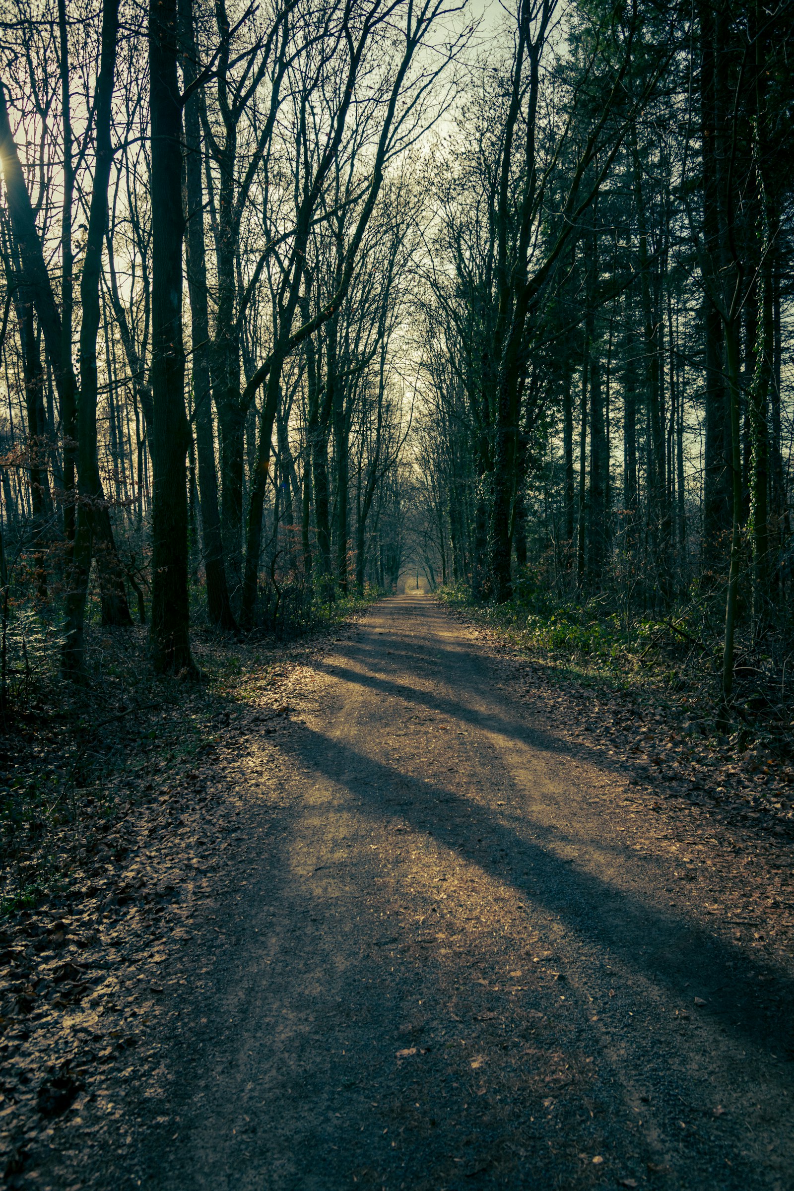 A sunlit path winding into a quiet forest